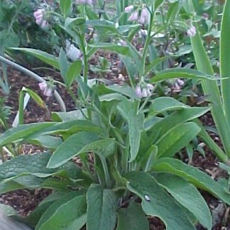 Comfrey ointment
